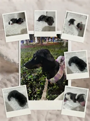 Daschund (salsichinha) para reserva