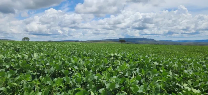 Arrendamento Fazenda SOJA