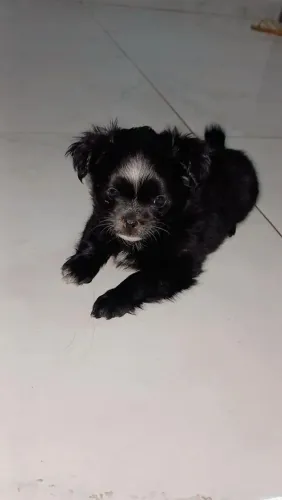 Filhote de chihuahua macho disponível 