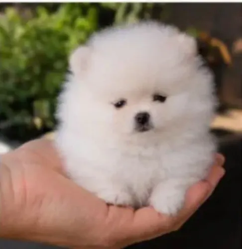 Vendo lindos bebês de Lulu Pomerânia
