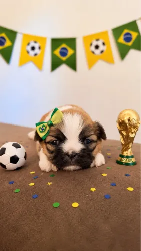 Cachorro Macho shih tzu Mini para reserva
