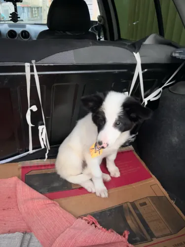 Border collie filhote