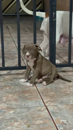 Pitbull macho filhote 