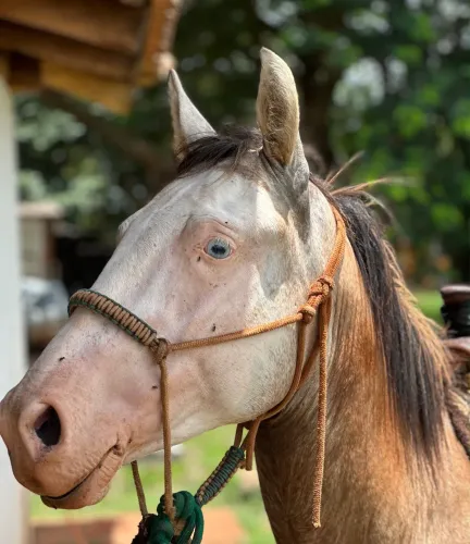 Cavalo Quarto de Milha Castrado