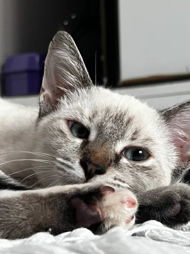 Gatinha para doação 