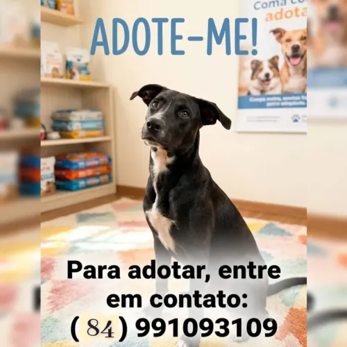 Adoção responsável! 