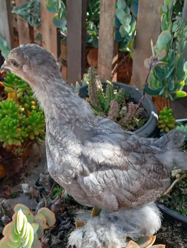 Pintinhos Brahma.