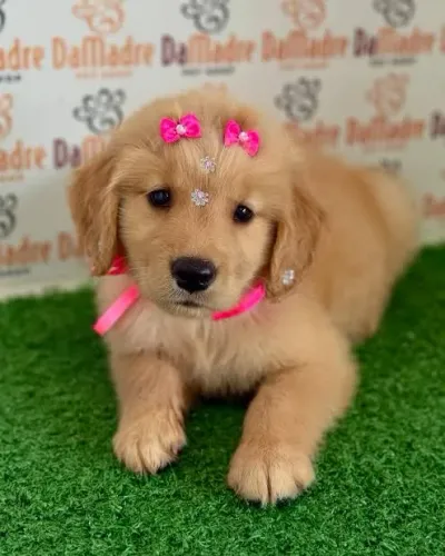 Para doação filhote de Golden 