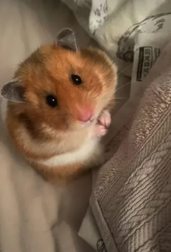 Hamster