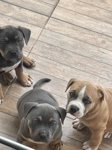 Filhote de American bully standard 