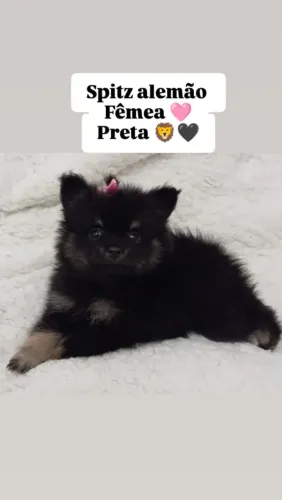 Vendo lindas fêmeas de Spitz alemão anão
