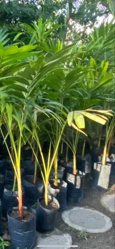 Palmeira
