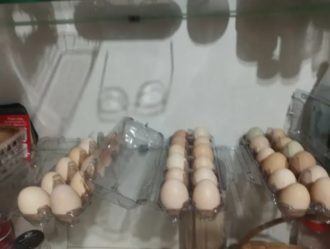 Ovos de galinha caipira