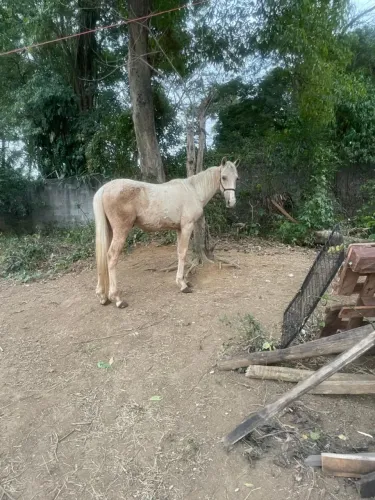 Potro a venda baio amarilho