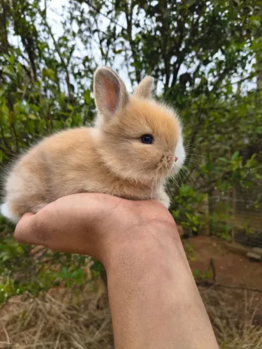 Coelhinho Mini Lion