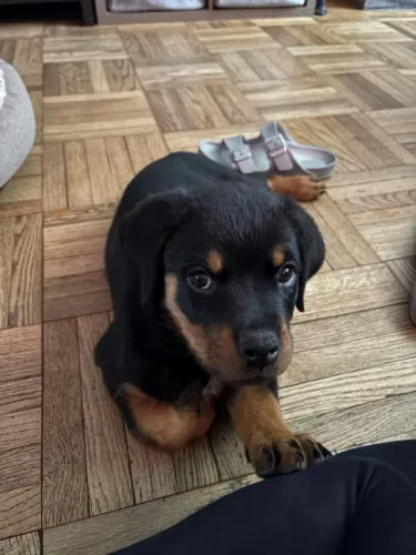 Rottweiler Pronto para entrar em campo na sua casa