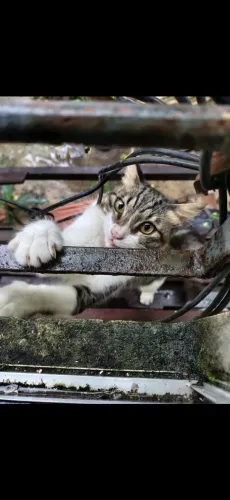 Gato macho para adoção! Cerca de um ano de idade. Manso e muito carinhoso
