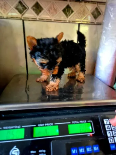 Yorkshire terrier