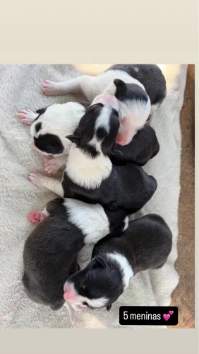 Border collie Raça