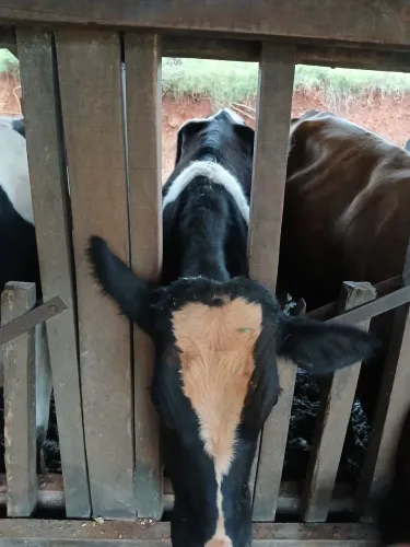 Vendo tourinho holandês