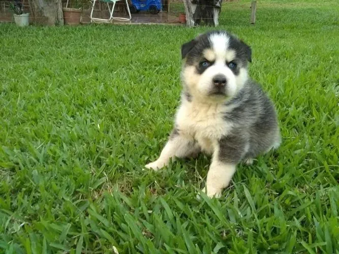 Husky Siberiano puro com excelente temperamento