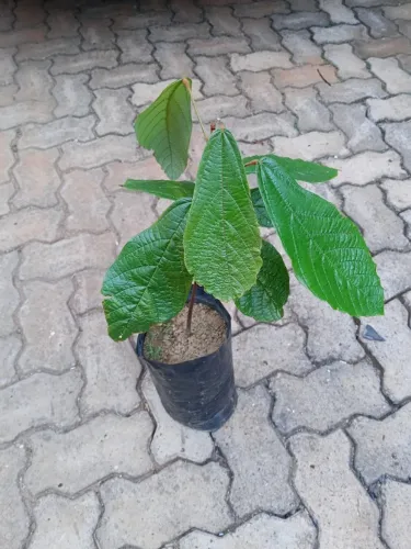 MUDAS DE CUPUAÇU