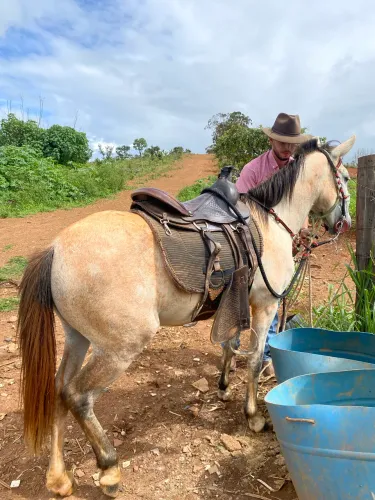 Égua pônei