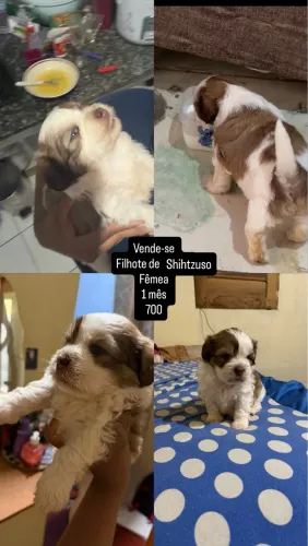 Filhote de cachorro 