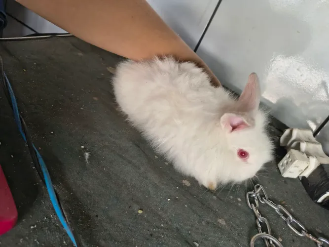 Coelho Angorá Branco olhos vermelhos