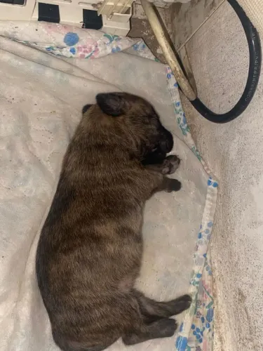 Cachorrinho fila brasileiro 