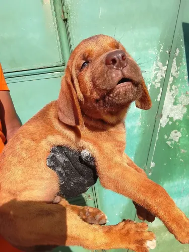 Filhotes de Fila Brasileiro