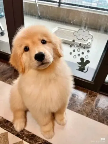 Golden O presente mais fofo, que vai te dar vários lambeijos