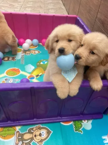 Golden Retriever Não procure perfeição, procure um filhote assim