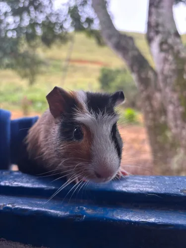 porquinhos da índia 