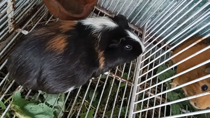 Porquinho da índia