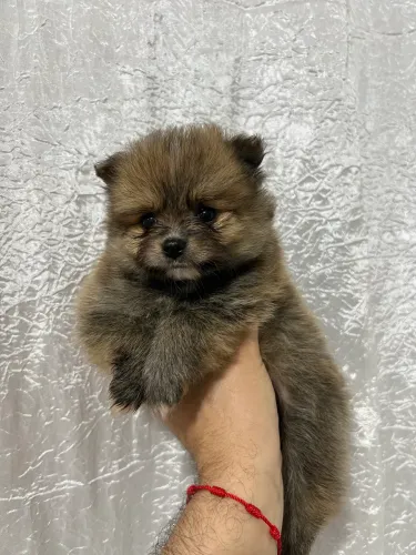 Spitz Alemão