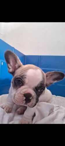 Buldog francês 