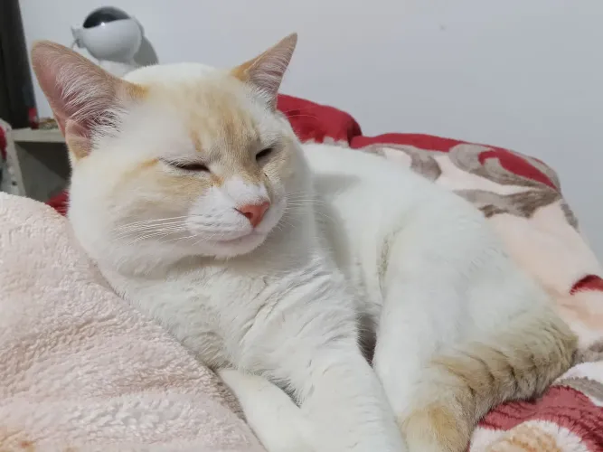 Gatinho filhote 8 meses - DOAÇÃO