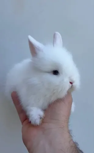 Mini coelho - entrego em mãos