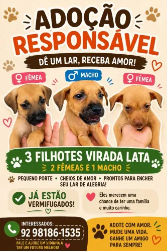 Filhotes de Vira lata doação responsável 