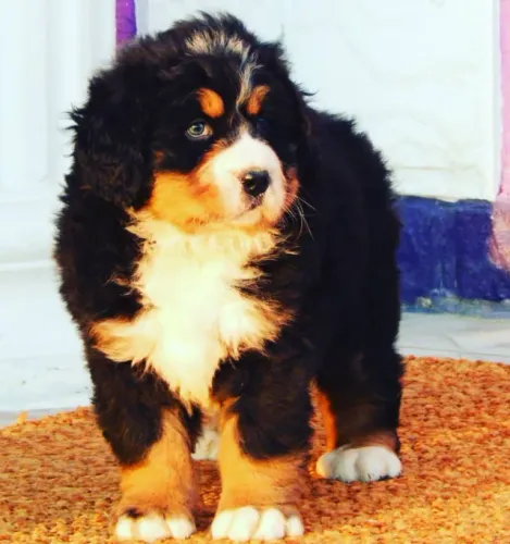 Bernese Mountain Dog,Bernese Mountain Dog Filhote Muito Amoroso e Dócil