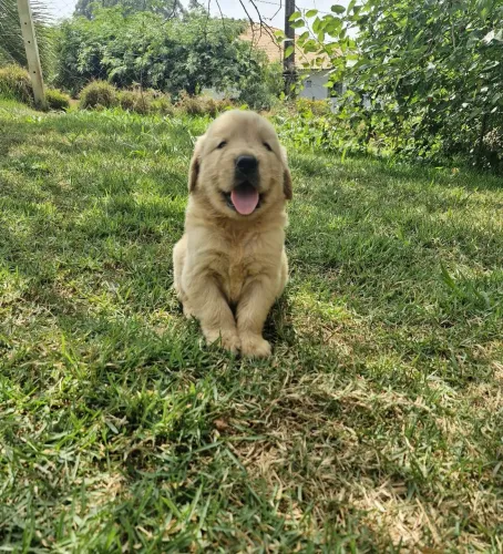 Golden Retriever