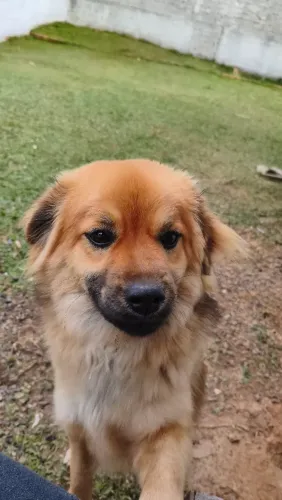Cachorro muito dócil (porte grande)