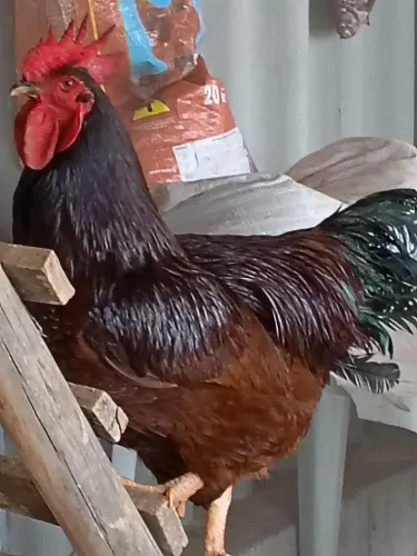Vendo galo Rhodia 1ano de idade