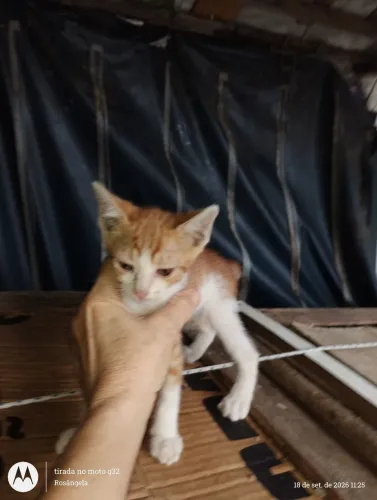 Gatinho laranja, 2 meses(ler descrição)