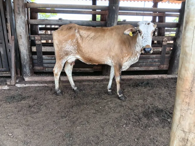 Vende-se 2 Vacas parida