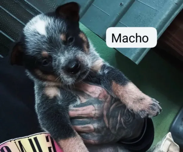 Macho de Blue Heeler ( boiadeiro australiano)
