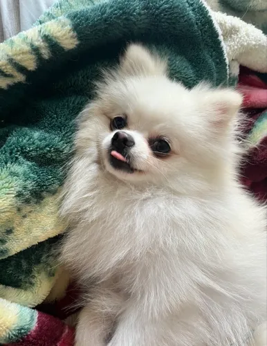 Spitz macho