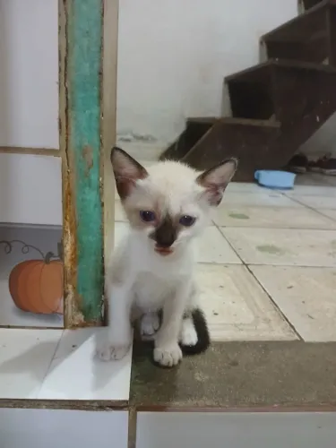 Gatinhos Siamêses para Adoção 