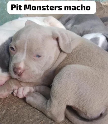 Cachorro